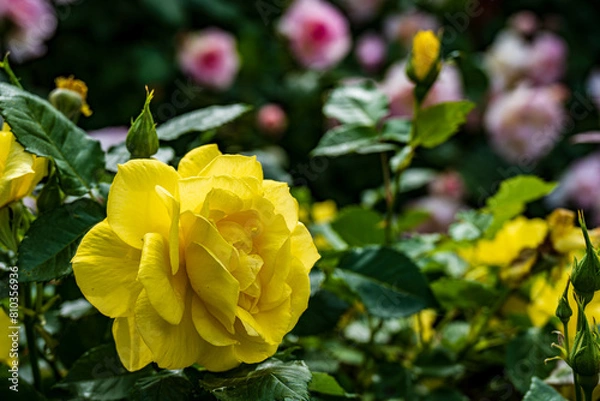 Fototapeta 黄色い薔薇