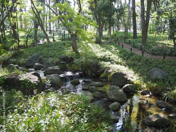 Fototapeta 北の丸公園の小川
