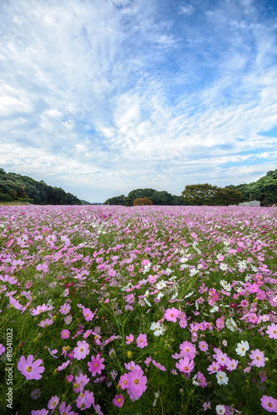 Fototapeta コスモス畑