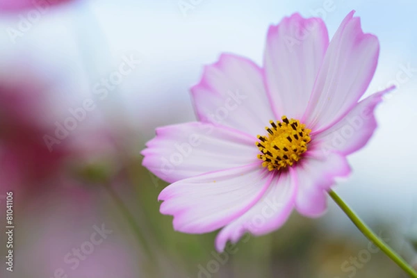 Fototapeta コスモス