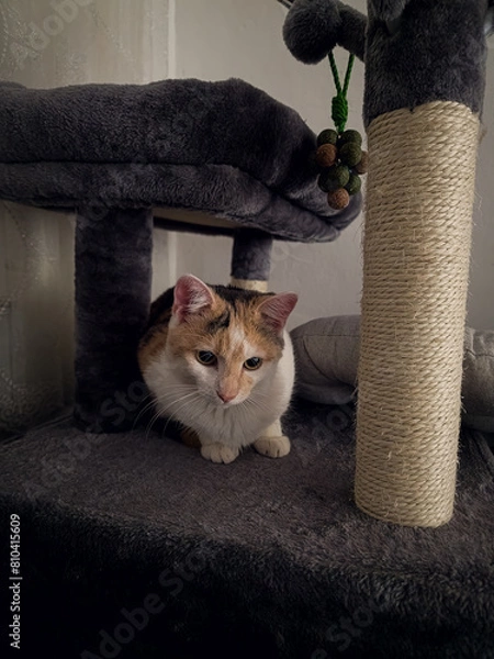 Obraz cat sitting on a chair