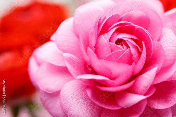 Obraz ラナンキュラス