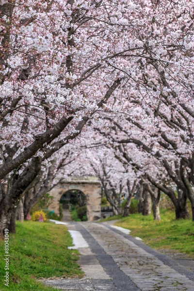 Obraz 桜のアーチ