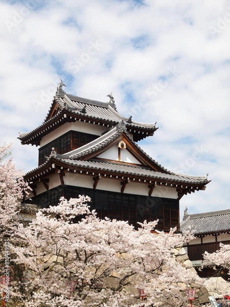 Fototapeta 春の郡山城