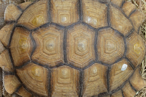 Fototapeta Background Turtle Shell