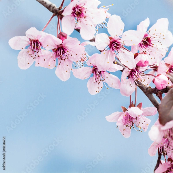 Fototapeta Spring cherry blossoms