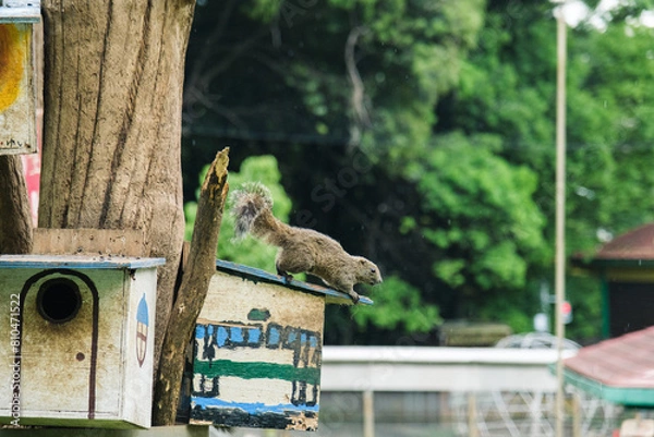 Obraz 町田リス園のリス