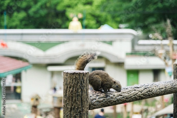 Obraz 町田リス園のリス