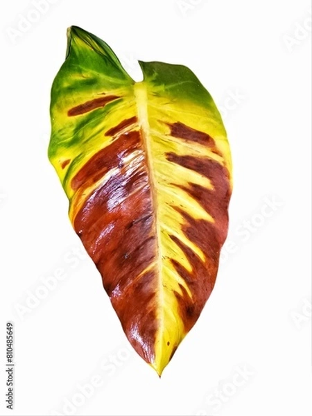 Obraz leaf on a white background