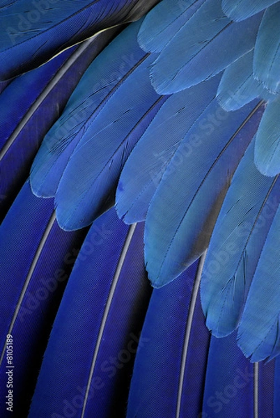 Obraz niebieskie pióra papugi