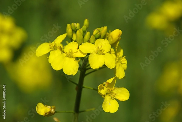 Fototapeta Raps -  Rapeseed 07