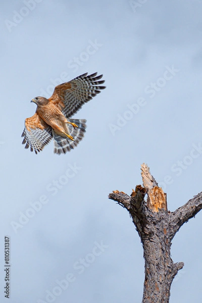 Fototapeta Red-shouldered Hawk