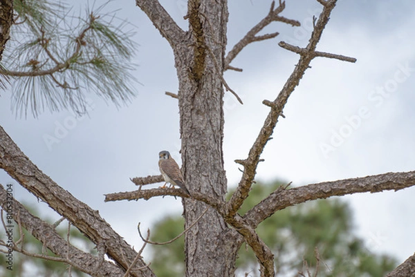 Obraz American Kestrel