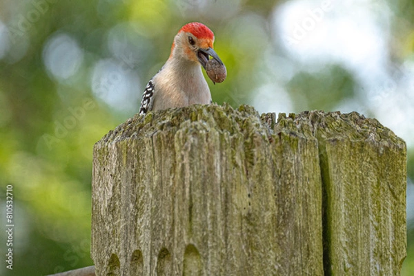 Obraz Red-bellied Woodpecker