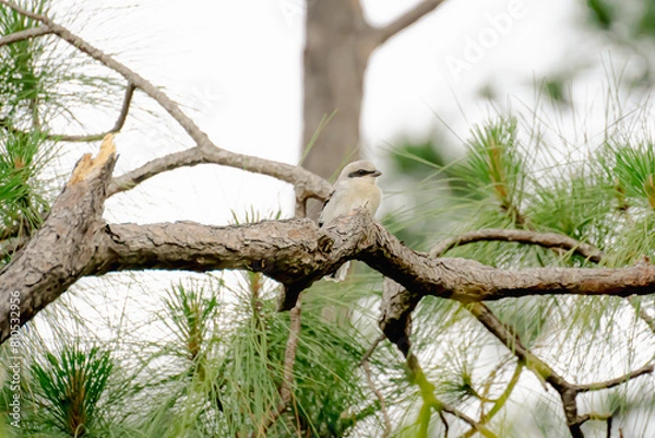 Obraz Great Grey Shrike