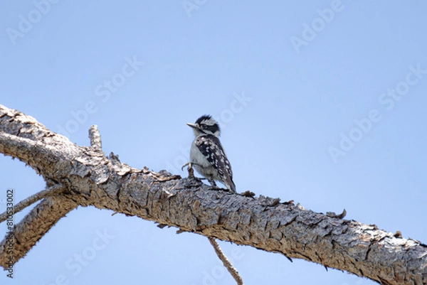 Fototapeta Downy Woodpecker