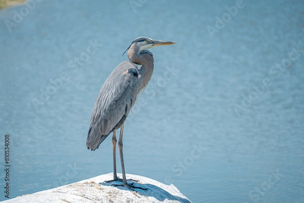 Obraz Great Blue Heron