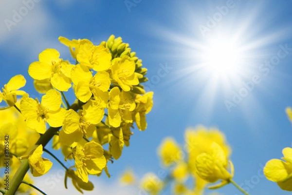 Fototapeta soleil et colza