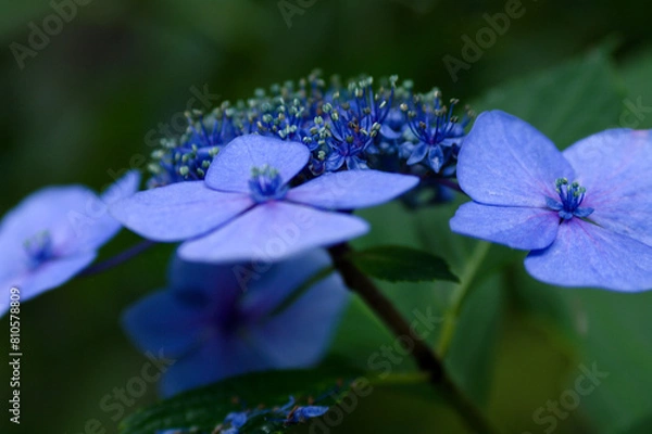 Fototapeta blue hydrangea