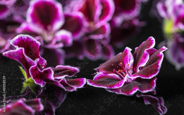 Fototapeta beautiful spa concept of geranium flower in reflection water, Ro