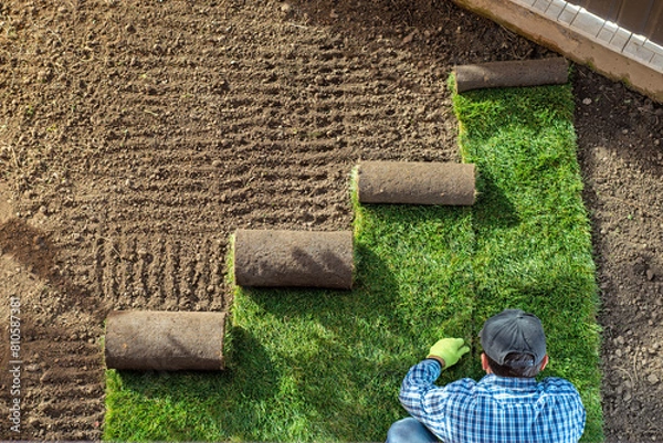 Fototapeta Natural Grass Turf Professional Installer. Gardener Installing Natural Grass Turfs Creating Beautiful Lawn Field.