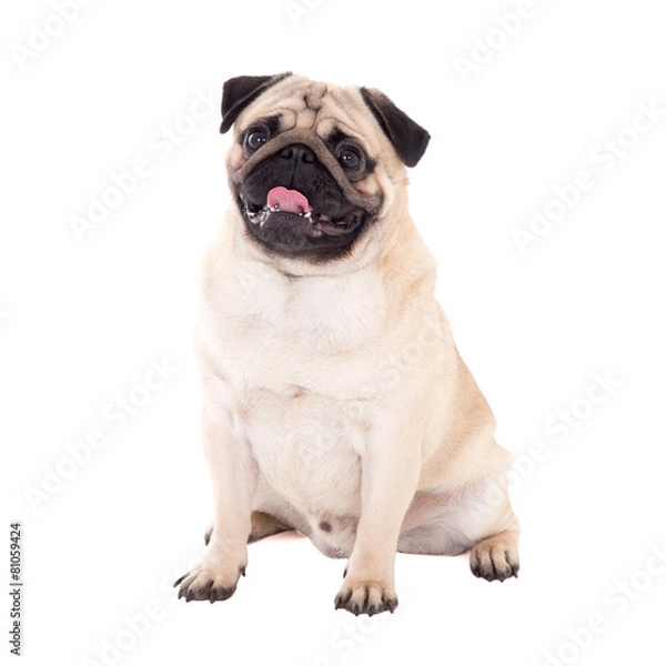 Fototapeta friendly pug dog sitting isolated on white