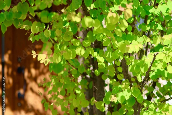 Fototapeta 新緑の葉っぱ　カツラの木　ハート型の美しい葉　初夏を感じさせるこもれび　緑の背景