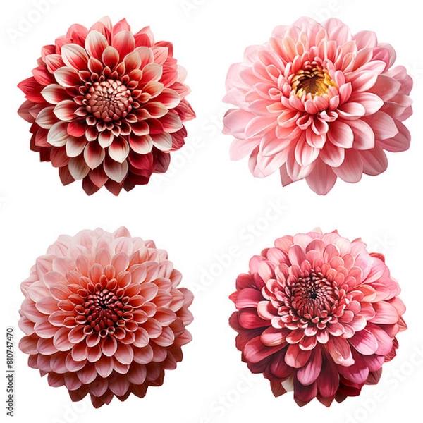 Obraz Gerbera flowers cutout transparent background.