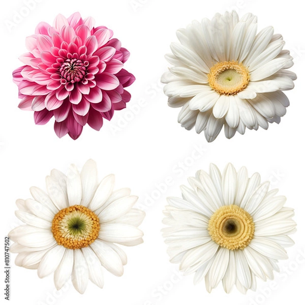 Obraz Gerbera flowers cutout transparent background.