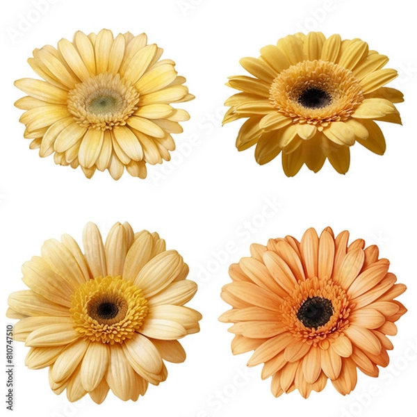 Obraz Gerbera flowers cutout transparent background.