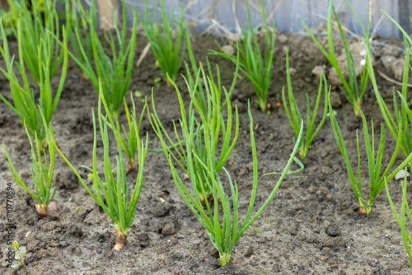 Obraz Nahaufnahme von einem Zwiebelbeet