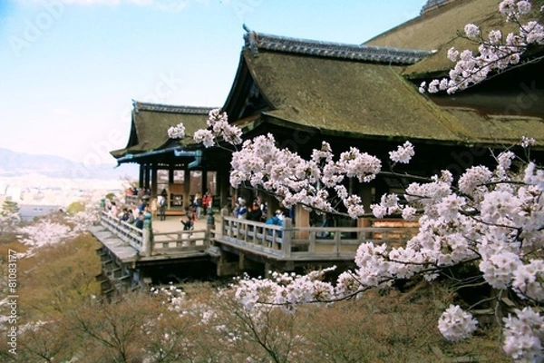 Obraz 清水寺と桜