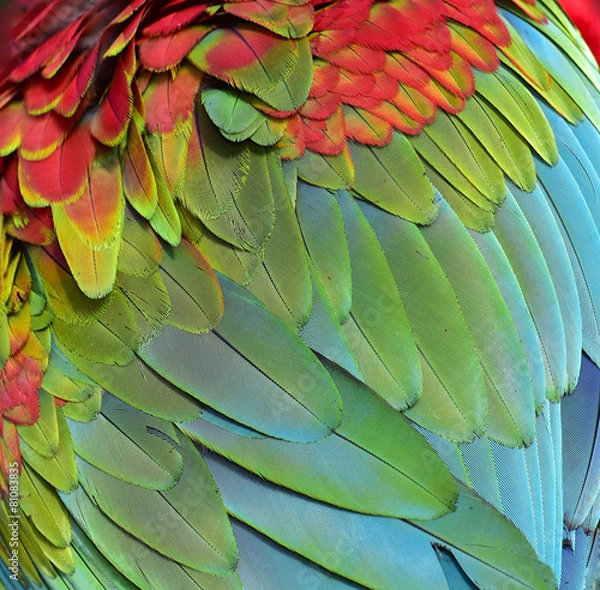 Obraz Macaw Feathers