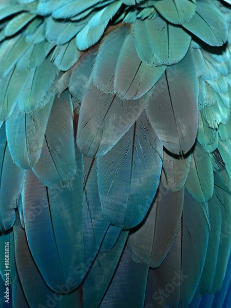 Obraz Blue Feathers