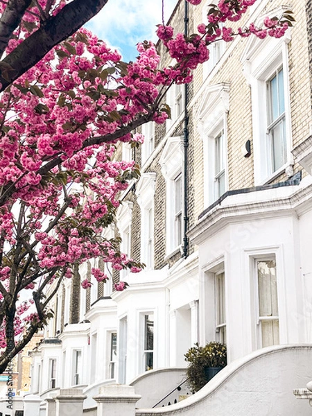 Fototapeta Mesmerising pink cherry blossom in in front of the comfortable house in Chelsea in London. Comfortable residential area and cozy lifestyle surrounded by pink petals.