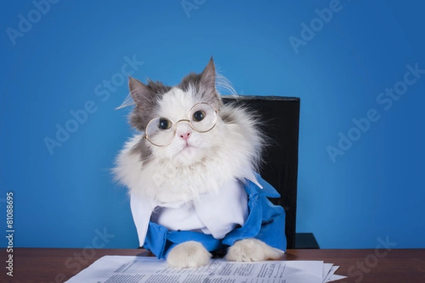 Obraz cat manager in a suit sitting in the office