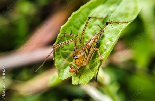 Obraz abstract of nature