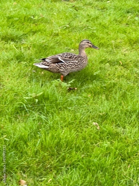 Obraz duck in the grass