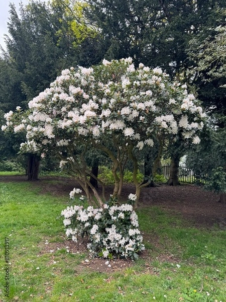 Obraz blooming tree
