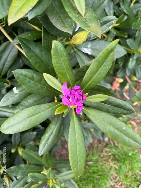 Obraz flower in the garden