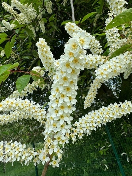 Obraz white flowers