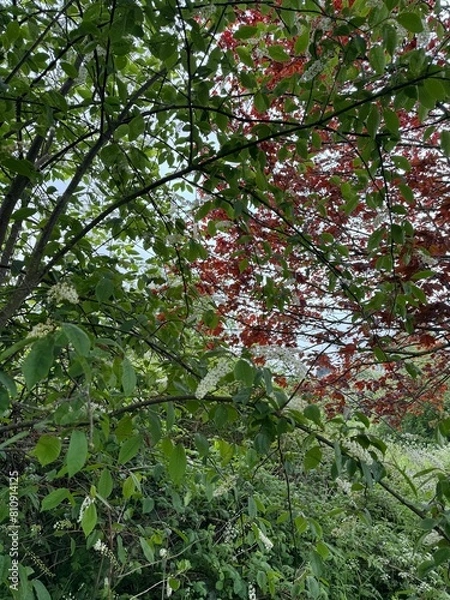 Obraz red and green leaves