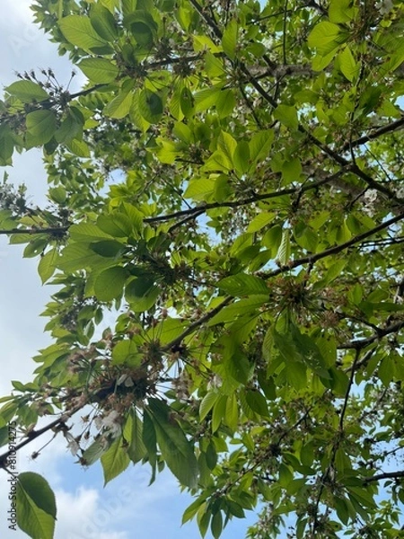 Obraz green leaves on a tree