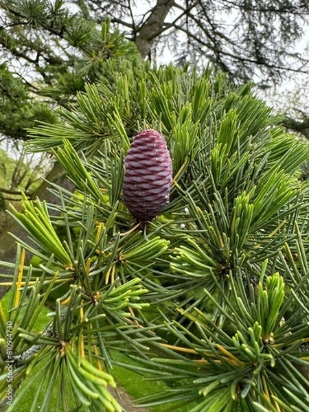 Obraz christmas tree cone
