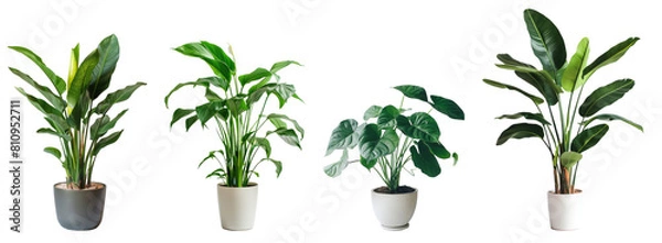Obraz 観葉植物4種類、背景透過
