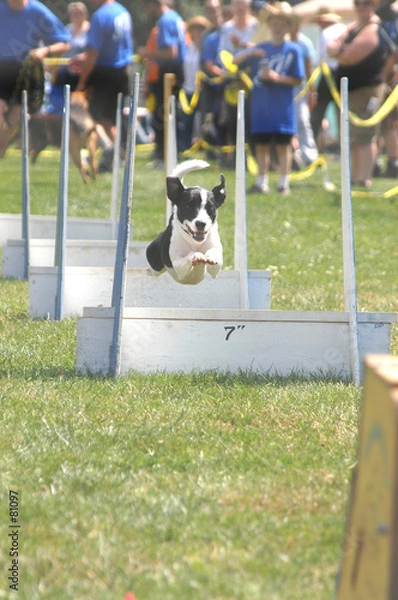 Obraz flyball 4979