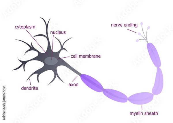 Obraz Neuron described illustration