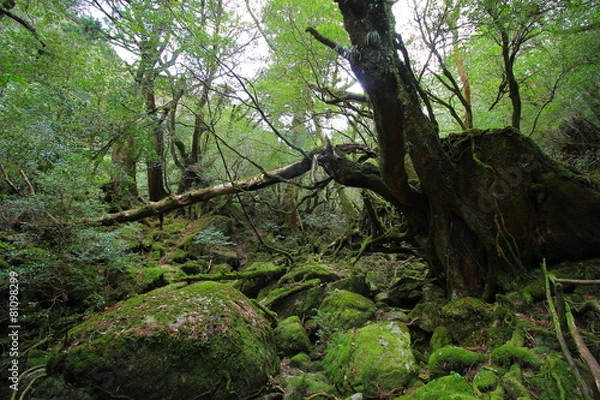 Fototapeta 屋久島　白谷雲水峡