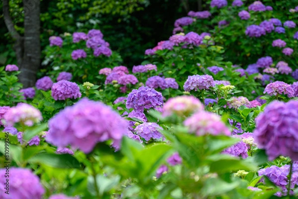 Fototapeta 上磯ダムのアジサイ