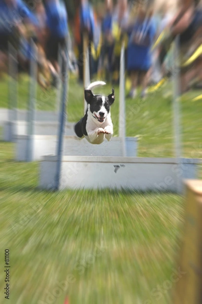 Obraz flyball